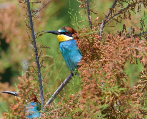 Fullcolor european bee-eater bird on tree branch