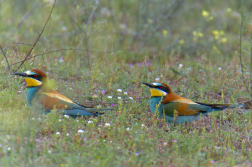 European bee-eater birds, fullcolor birds, Merops apiaster, wildlife nature photography, green background, yellow flowers