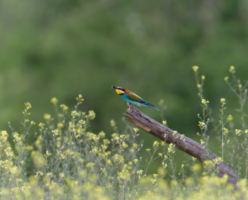 bird eating insect, bird with insect, European bee-eater birds, fullcolor birds, Merops apiaster, wildlife nature photography, green background, yellow flowers