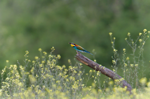 bird eating insect, bird with insect, European bee-eater birds, fullcolor birds, Merops apiaster, wildlife nature photography, green background, yellow flowers