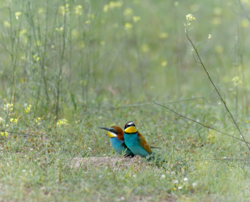 European bee-eater birds, fullcolor birds, Merops apiaster, wildlife nature photography, green background, flowers