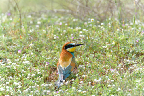 European bee-eater birds, fullcolor birds, Merops apiaster, wildlife nature photography, green background, flowers