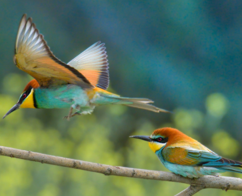 European bee-eater birds, fullcolor birds, Merops apiaster, wildlife nature photography