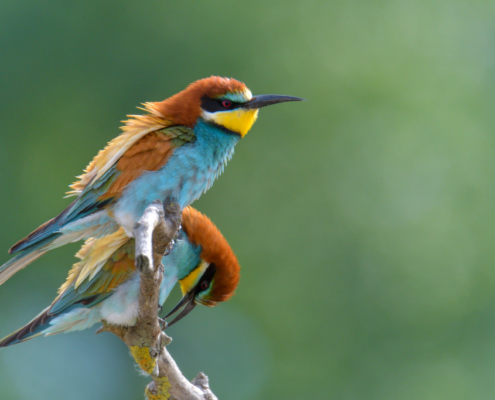 European bee-eater birds, fullcolor birds, Merops apiaster, wildlife nature photography, green background