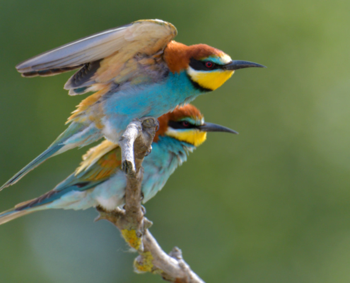 European bee-eater birds, fullcolor birds, Merops apiaster, wildlife nature photography, wings, green background