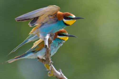 European bee-eater birds, fullcolor birds, Merops apiaster, wildlife nature photography, wings, green background