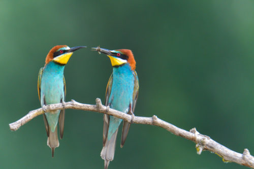 European bee-eater birds eating bee, insect, wildlife nature photography, green background fullcolour bird