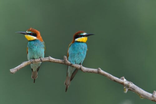 European bee-eater, Merops apiaster, Żołna, colors, colourfull birds, blue, green birds