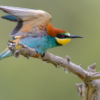 European bee-eater birds, fullcolor birds, Merops apiaster, wildlife nature photography, wings