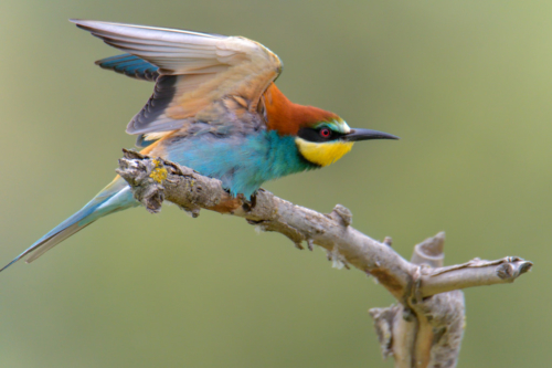 European bee-eater birds, fullcolor birds, Merops apiaster, wildlife nature photography, wings