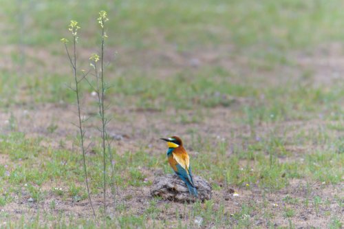 European bee-eater, Merops apiaster, Żołna, colors, colourfull bird, blue, green, yellow, brown, orange bird