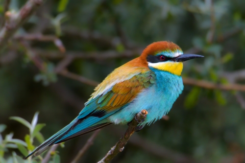 Bee-eater bird, European bee-eater, Merops apiaster, Żołna, fullcolour bird