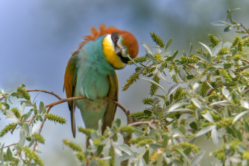 European bee-eater birds, fullcolor birds, Merops apiaster, wildlife nature photography