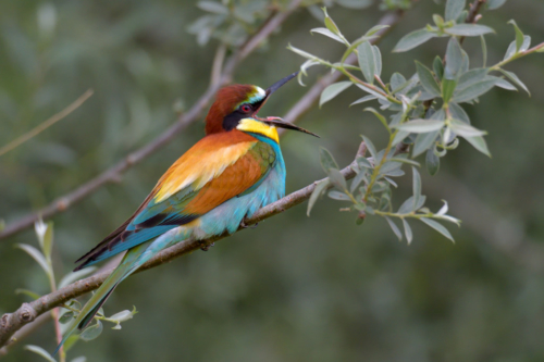 Singing bee-eater bird, European bee-eater birds, fullcolor birds, Merops apiaster, wildlife nature photography