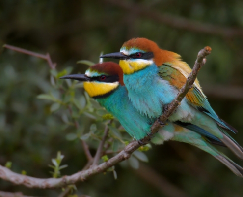 Bee-eater birds, Fullcolor birds, colors, bird, European bee-eater, Merops apiaster