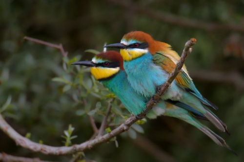 Bee-eater birds, Fullcolor birds, colors, bird, European bee-eater, Merops apiaster