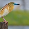 bird, bird, orange bird, Ardeola ralloides, Squacco heron, lake Kerkini, wildlife nature photography, blue beak, green background