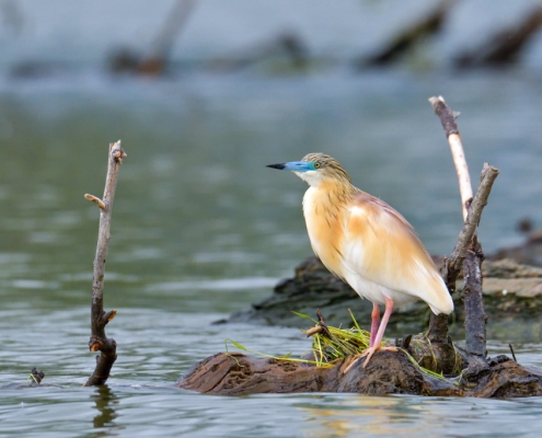bird, bird, orange bird, Ardeola ralloides, Squacco heron, lake Kerkini, wildlife nature photography, blue beak