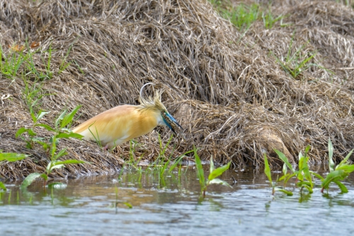 Squacco heron bird eating frog, Squacco heron Ardeola ralloides, Czapla modronosa, wildlife nature photography