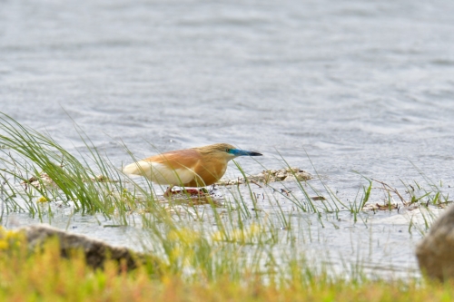 Flying squacco heron bird, bird, bird, orange bird, Ardeola ralloides, Squacco heron, lake Kerkini, wildlife nature photography, blue beak