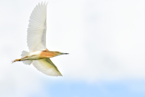 Flying squacco heron bird, bird, bird, orange bird, Ardeola ralloides, Squacco heron, lake Kerkini, wildlife nature photography, blue beak, blue background, white background