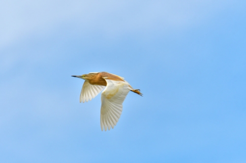 Flying squacco heron bird, bird, bird, orange bird, Ardeola ralloides, Squacco heron, lake Kerkini, wildlife nature photography, blue beak, blue background