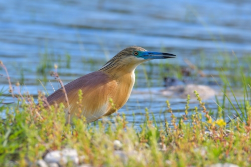 bird, orange bird, Ardeola ralloides, Squacco heron, lake Kerkini, wildlife nature photography, clos up, blue beak
