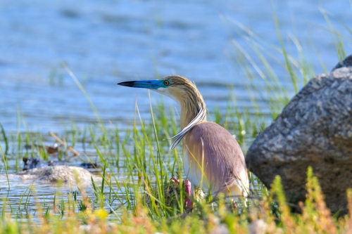 bird, orange bird, Ardeola ralloides, Squacco heron, lake Kerkini, wildlife nature photography, close up