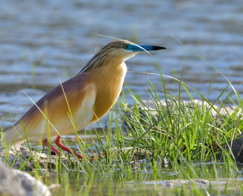 bird, orange bird, Ardeola ralloides, Squacco heron, lake Kerkini, wildlife nature photography