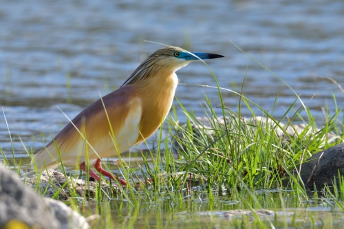 bird, orange bird, Ardeola ralloides, Squacco heron, lake Kerkini, wildlife nature photography
