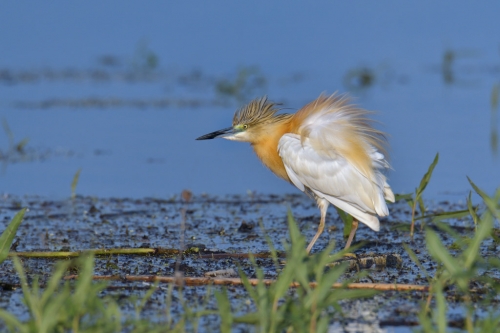 bird, orange bird, Ardeola ralloides, Squacco heron, lake Kerkini, wildlife nature photography, blue beak