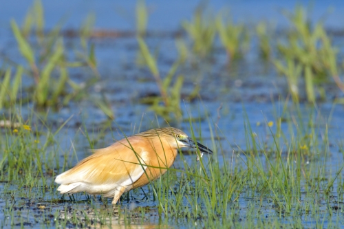 Squacco heron bird with hunted fish, bird, orange bird, Ardeola ralloides, Squacco heron, lake Kerkini, wildlife nature photography, blue beak