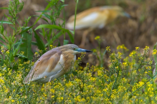 Squacco heron bird in flowers, bird, bird, orange bird, Ardeola ralloides, Squacco heron, lake Kerkini, wildlife nature photography, blue beak, yellow flowers
