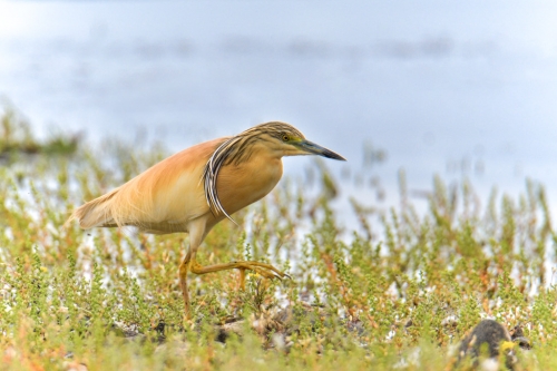 walking orange bird, bird, orange bird, Ardeola ralloides, Squacco heron, lake Kerkini, wildlife nature photography, blue beak