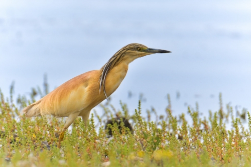 bird, orange bird, Ardeola ralloides, Squacco heron, lake Kerkini, wildlife nature photography, blue beak, close up
