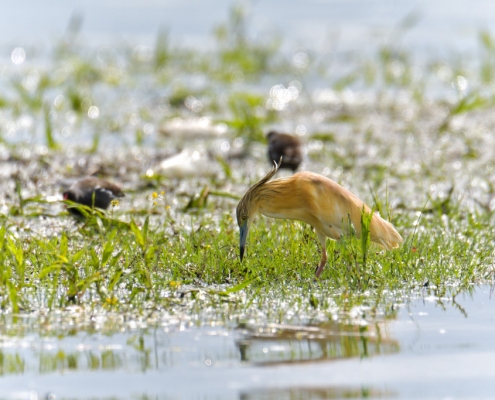 bird, orange bird, Ardeola ralloides, Squacco heron, lake Kerkini, wildlife nature photography, blue beak