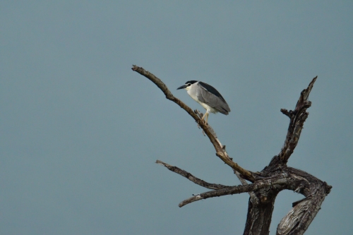 Black-crowned night heron, Nycticorax nycticora, water bird night heron on the branch, wildlife nature photography
