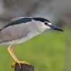Black-crowned night heron, Nycticorax nycticora, water bird night heron on the branch, wildlife nature photography, green background, ślepowron