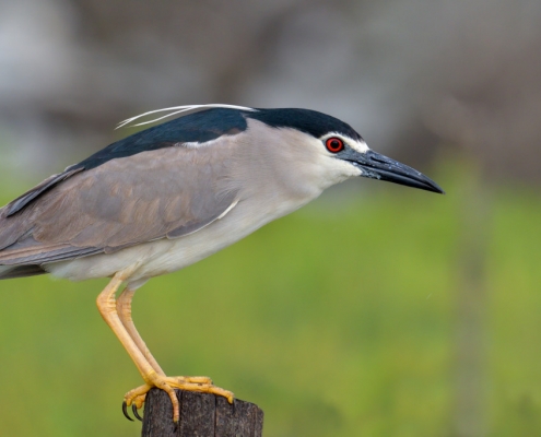 Black-crowned night heron, Nycticorax nycticora, water bird night heron on the branch, wildlife nature photography, green background