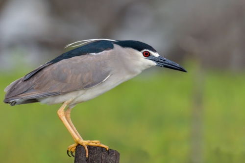 Black-crowned night heron, Nycticorax nycticora, water bird night heron on the branch, wildlife nature photography, green background