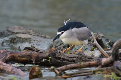 Black-crowned night heron, Nycticorax nycticora, water bird night heron on the branch, wildlife nature photography