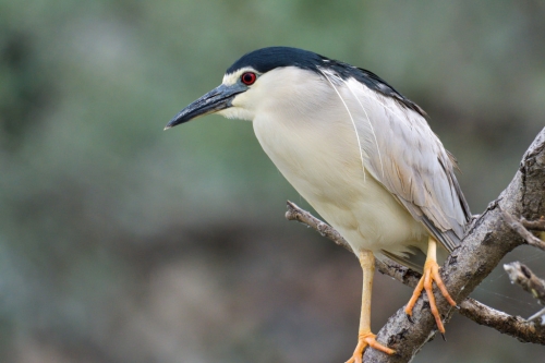 Black-crowned night heron, water bird night heron on the branch, wildlife nature photography