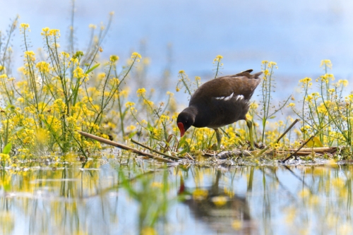 Common moorhen, waterhen, swamp chicken, gallinule bird in water, flowers