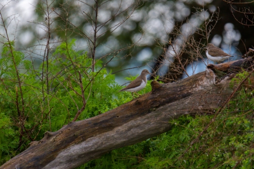 Sandpiper birds on the branche in Kerkini lake, Actitis hypoleucos,