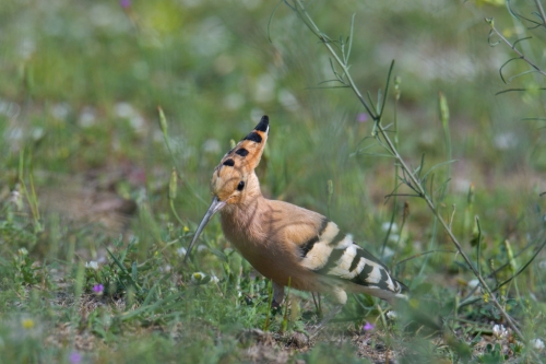 eurasian Hoopoe bird close up, brown bird , upupa epops, wildlife nature photography