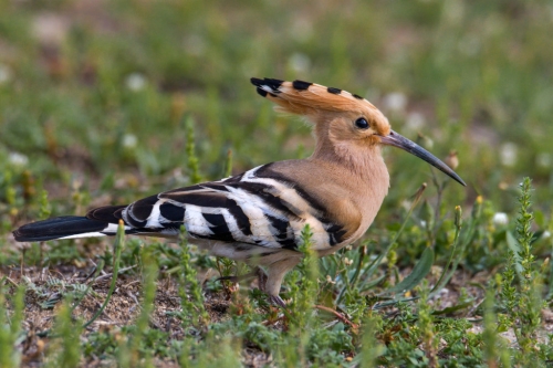Hoopoe bird, brown bird, wildlife nature photography, close up