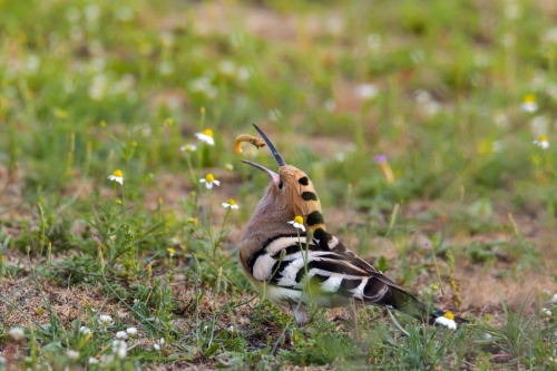 Hoopoe bird eating bug, brown bird, wildlife nature photography