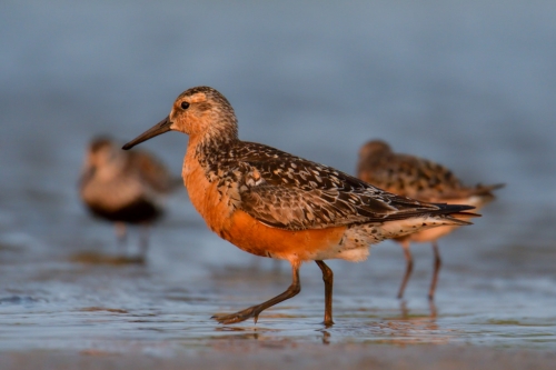 Red knot, Calidris canutus, Red knot bird in sea water in sanset light, wildlife nature photography