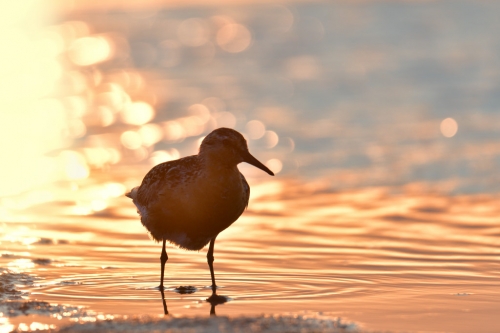 Red knot, Calidris canutus, Red knot bird in sea water in sanset light, bokeh, wildlife nature photography