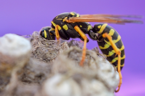 Wasp on nest, wasp, nest, macro photography, close up